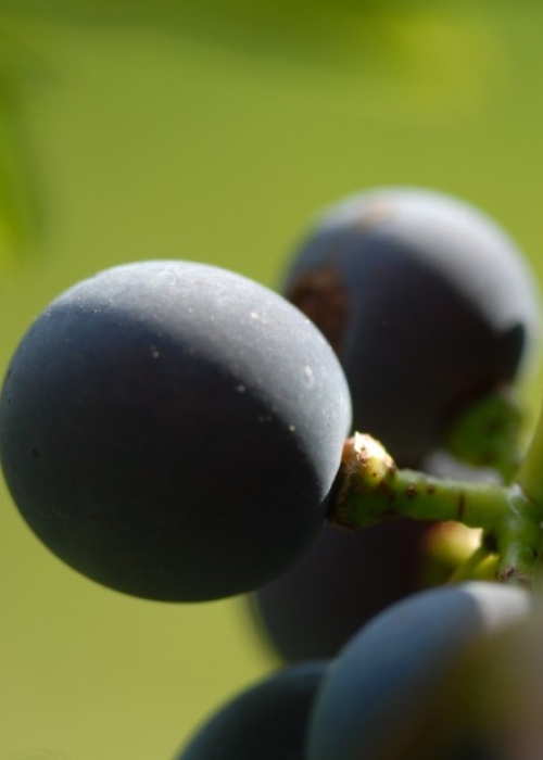 Cabernet Sauvignon ANT 0948